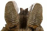 Adult Woolly Mammoth Upper Jaw - North Sea #337179-5